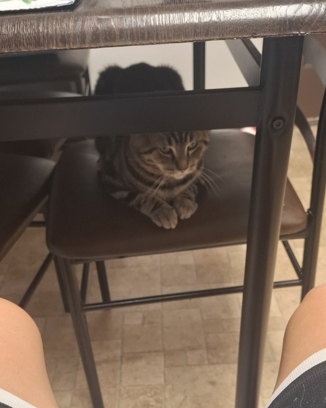 Hermes the taby. Furniture, Chair, Cat, Person