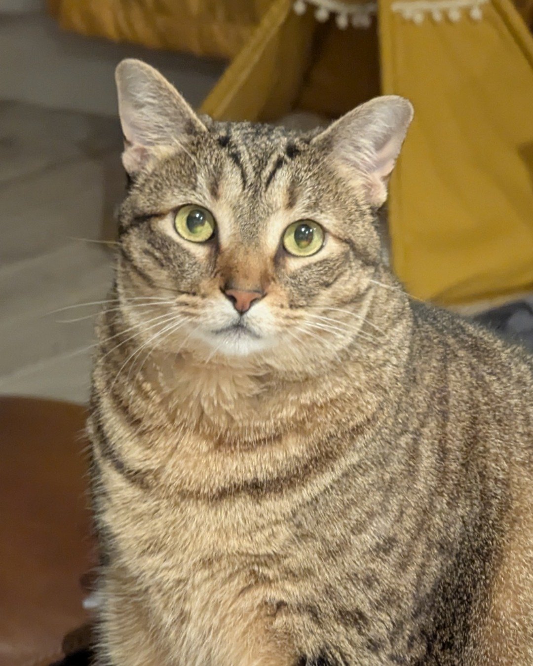Cheddar Biscuit the Brown Tabby Shorthair. Abyssinian, Cat