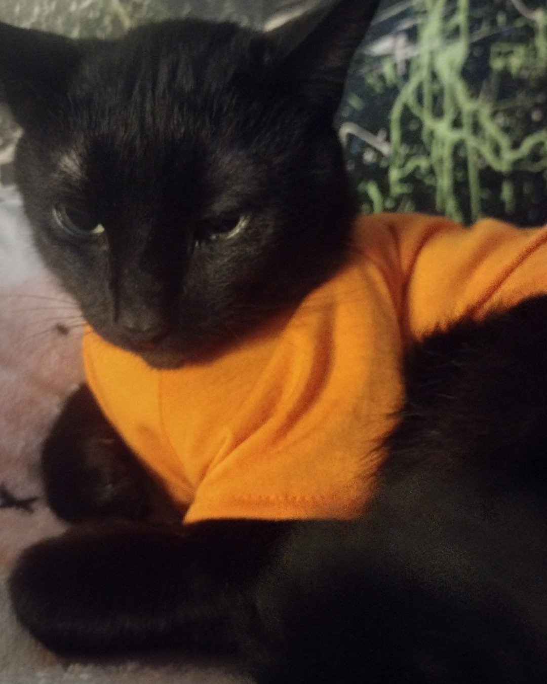 Void. Cat, Dog, Black Cat