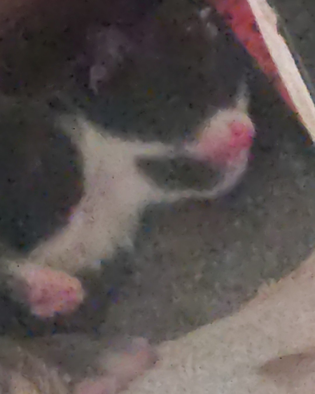 China the tabby. Dog, Puppy, Cat, Kitten