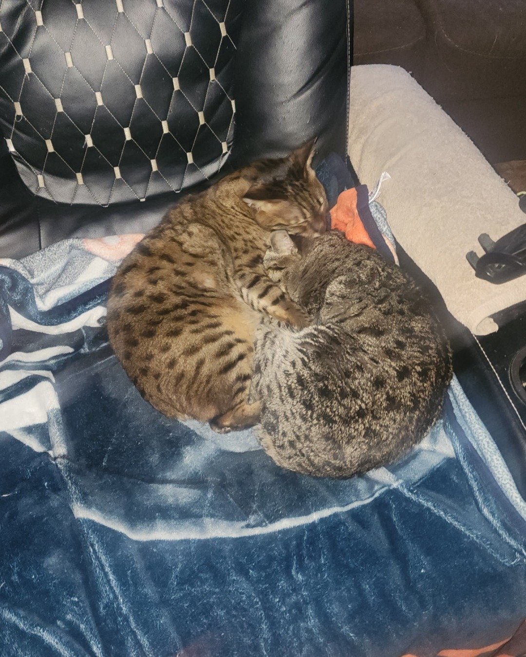 Mona the Savannah. Cat