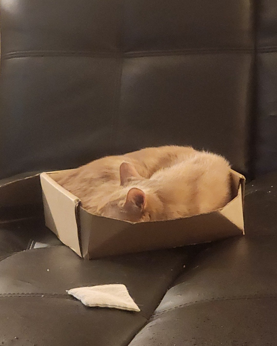 Harley the Orange Floof. Box, Cat