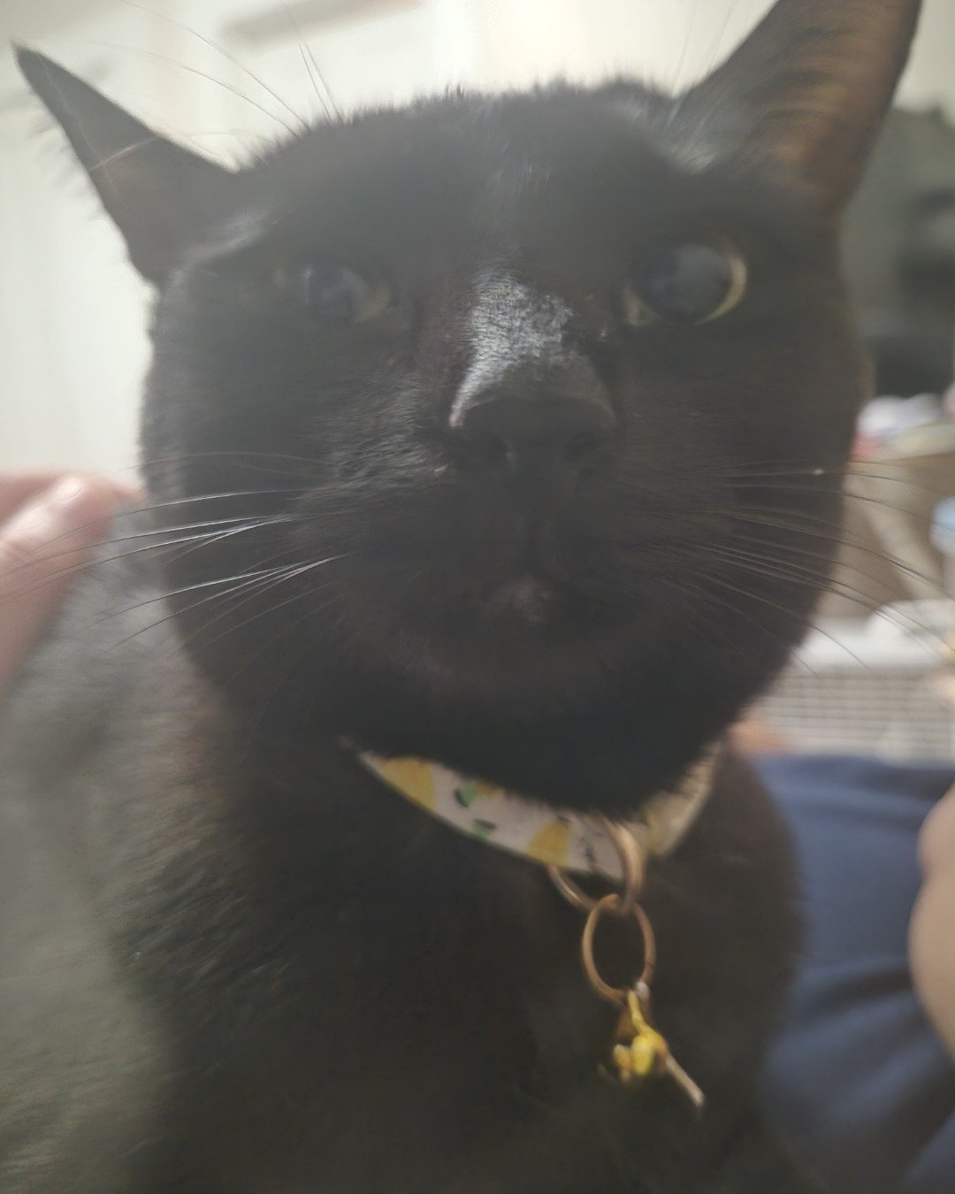 noodle 🍜 the black cat 🐈‍⬛. Cat, Black Cat