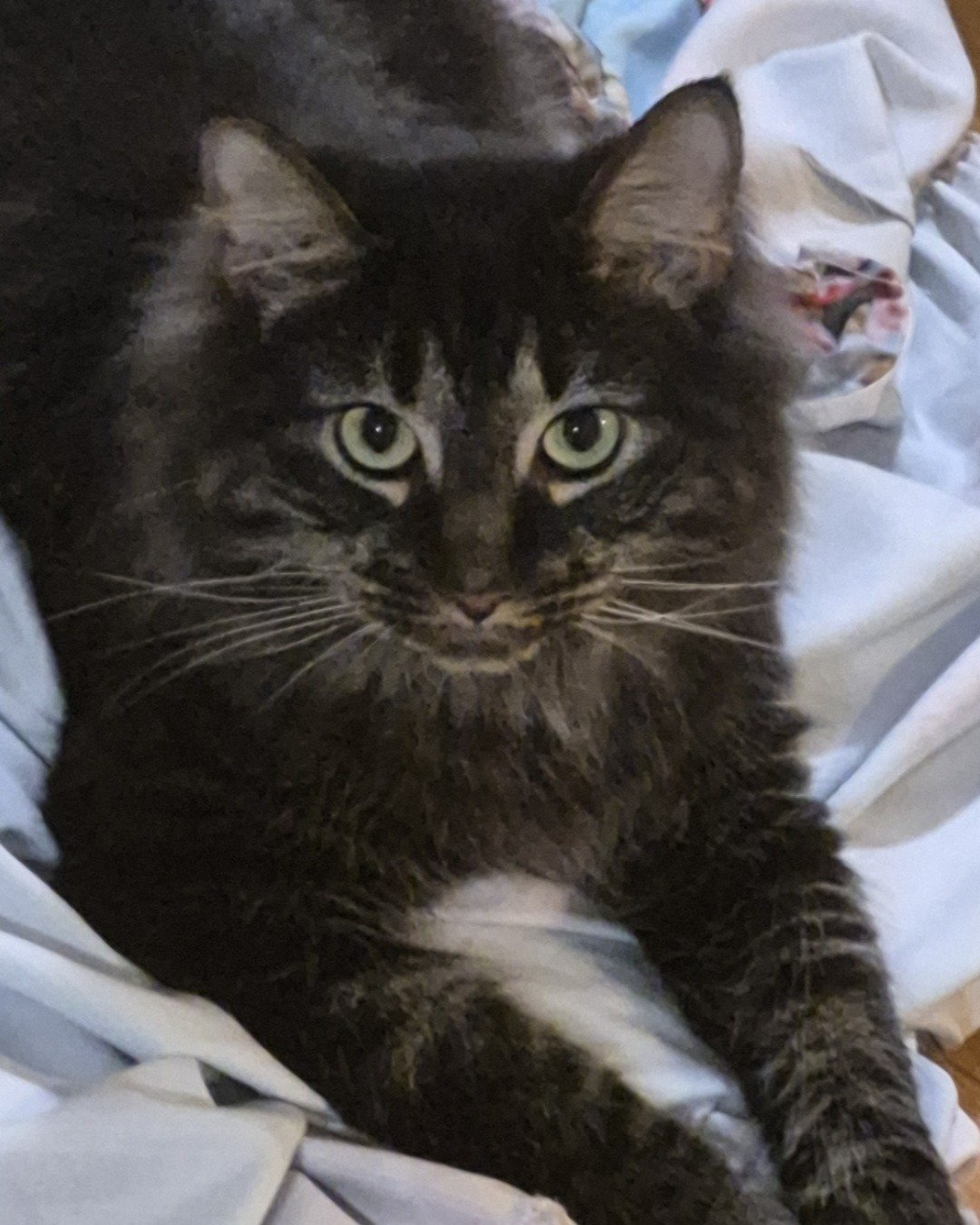 Morgan. Cat, Kitten