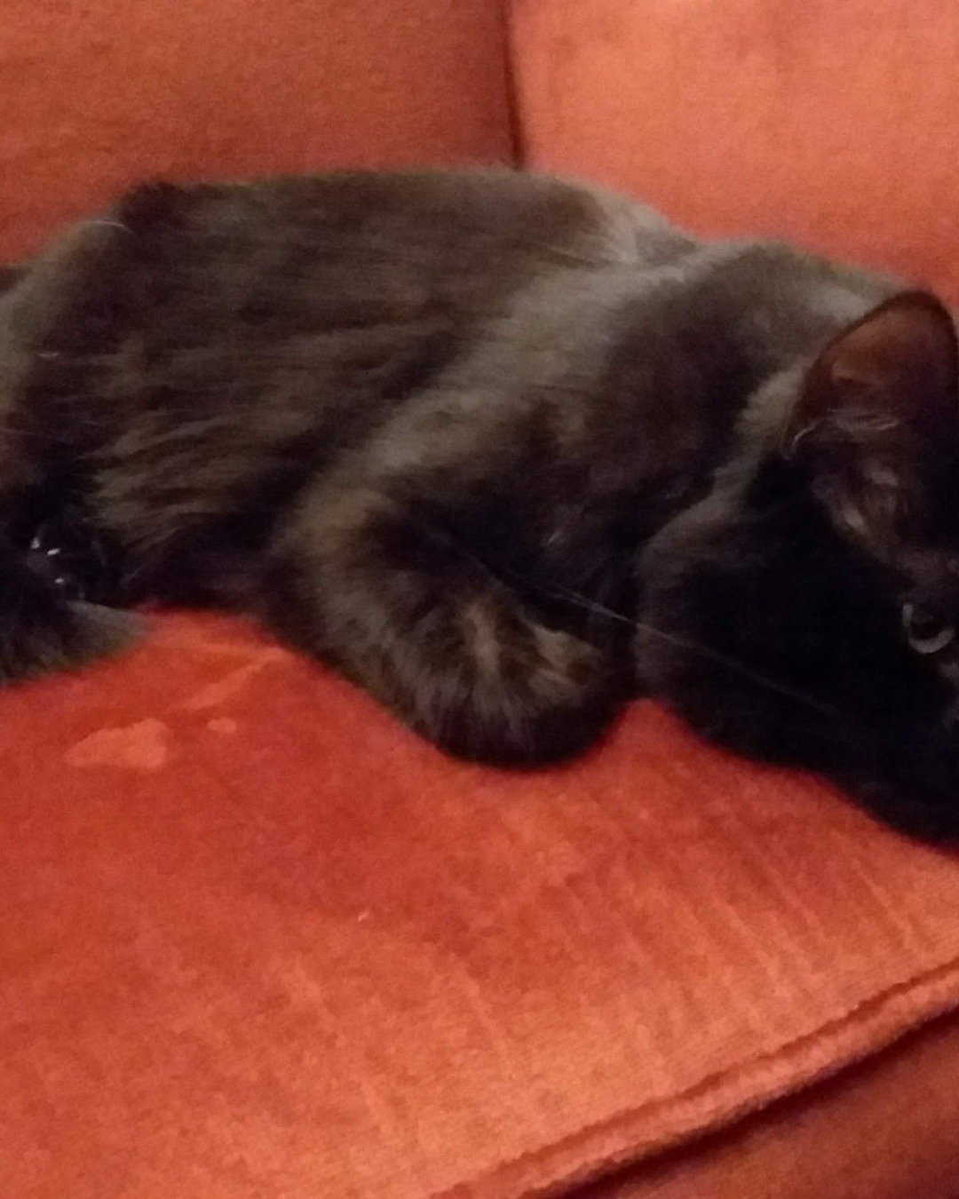 Sylvester the Unsure. Couch, Furniture, Cushion, Home Decor, Cat