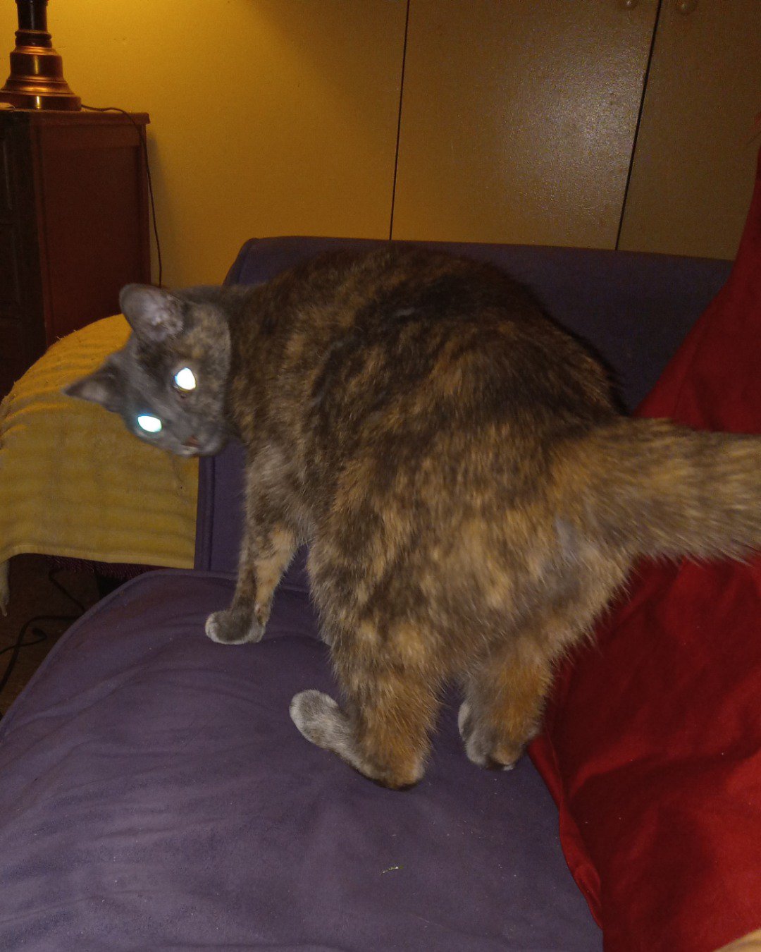 Jac the Tortoise shell. Couch, Furniture, Cushion, Home Decor, Cat