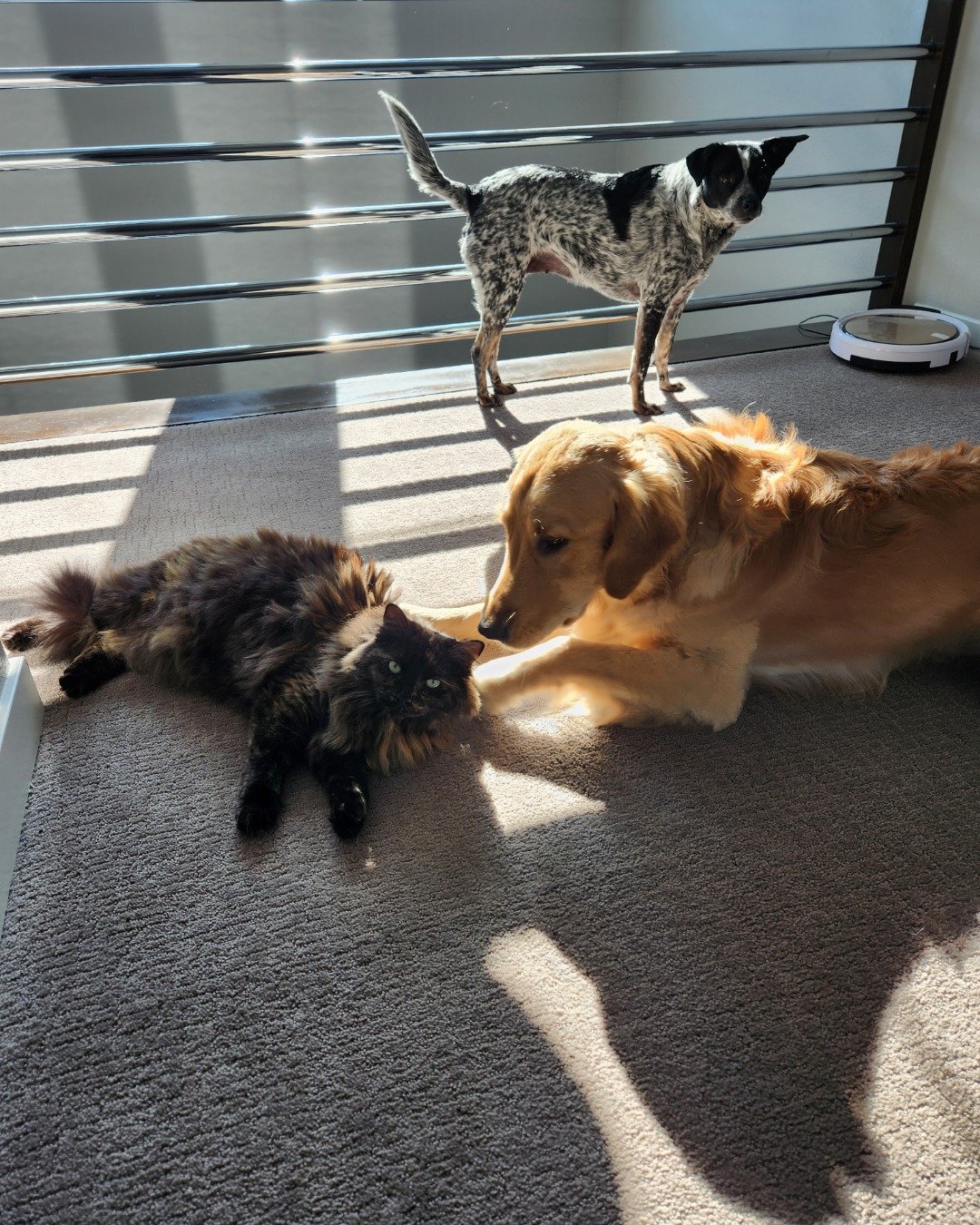 Ember — Dog, Puppy, Cat, Floor