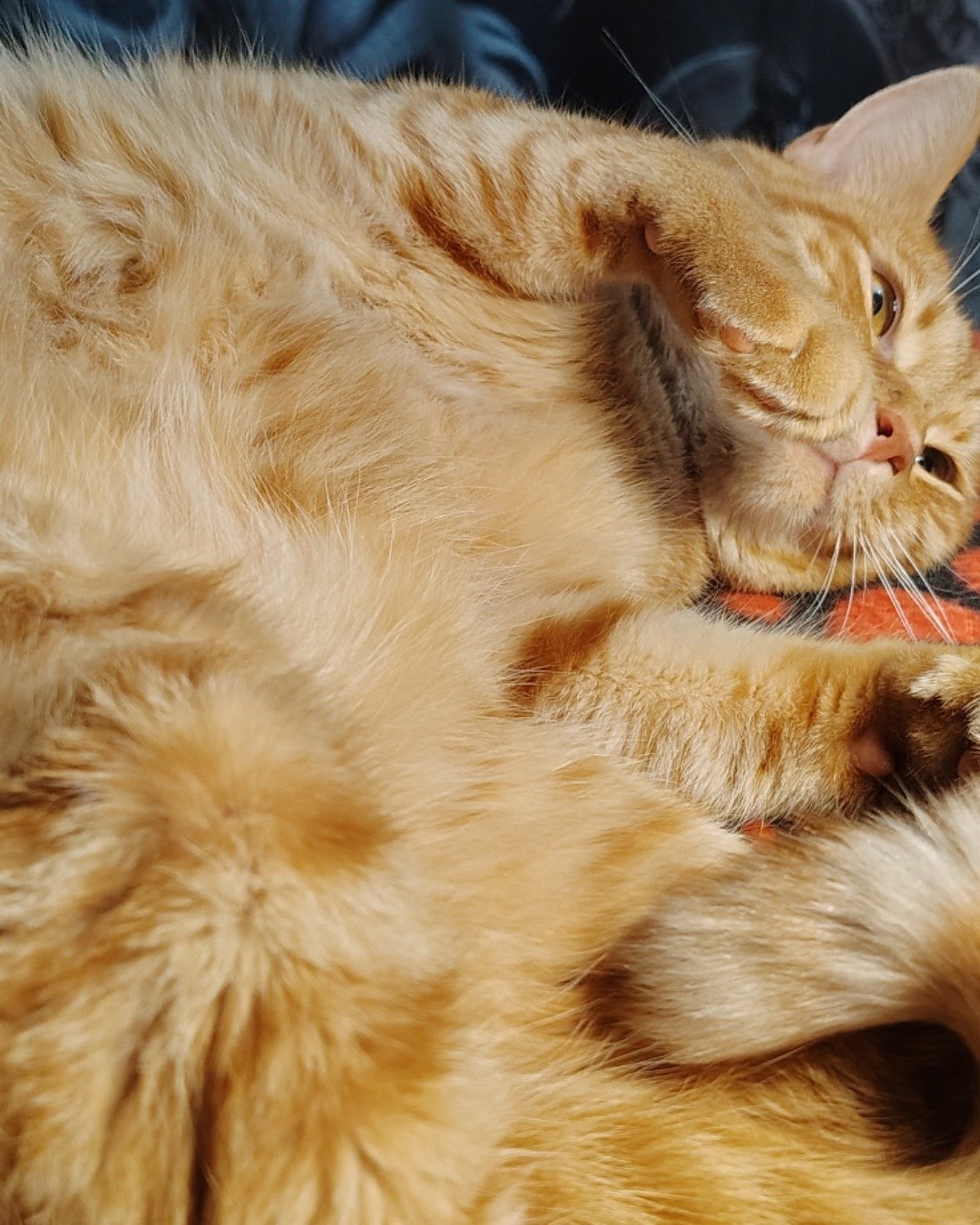 Pumpkin the Ginger. Cat, Abyssinian, Kitten, Manx