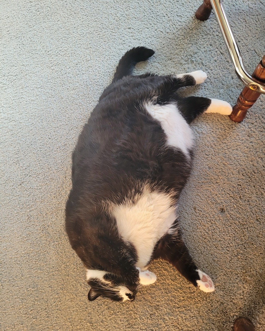 tilly the tuxedo. Cat, Manx, Person, Sleeping