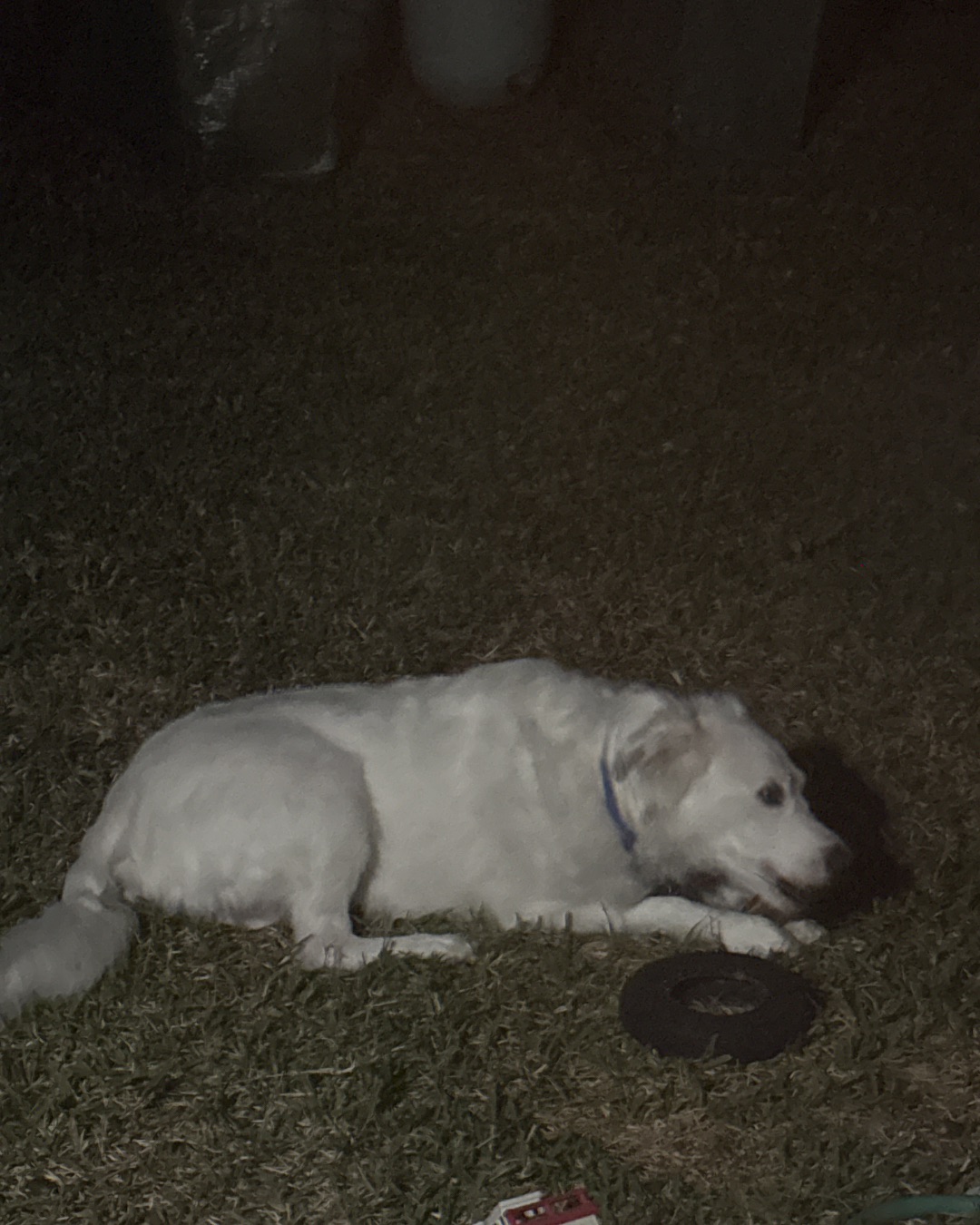 Emma the German Shepherd Golden Retriever. Dog, Puppy, Bear