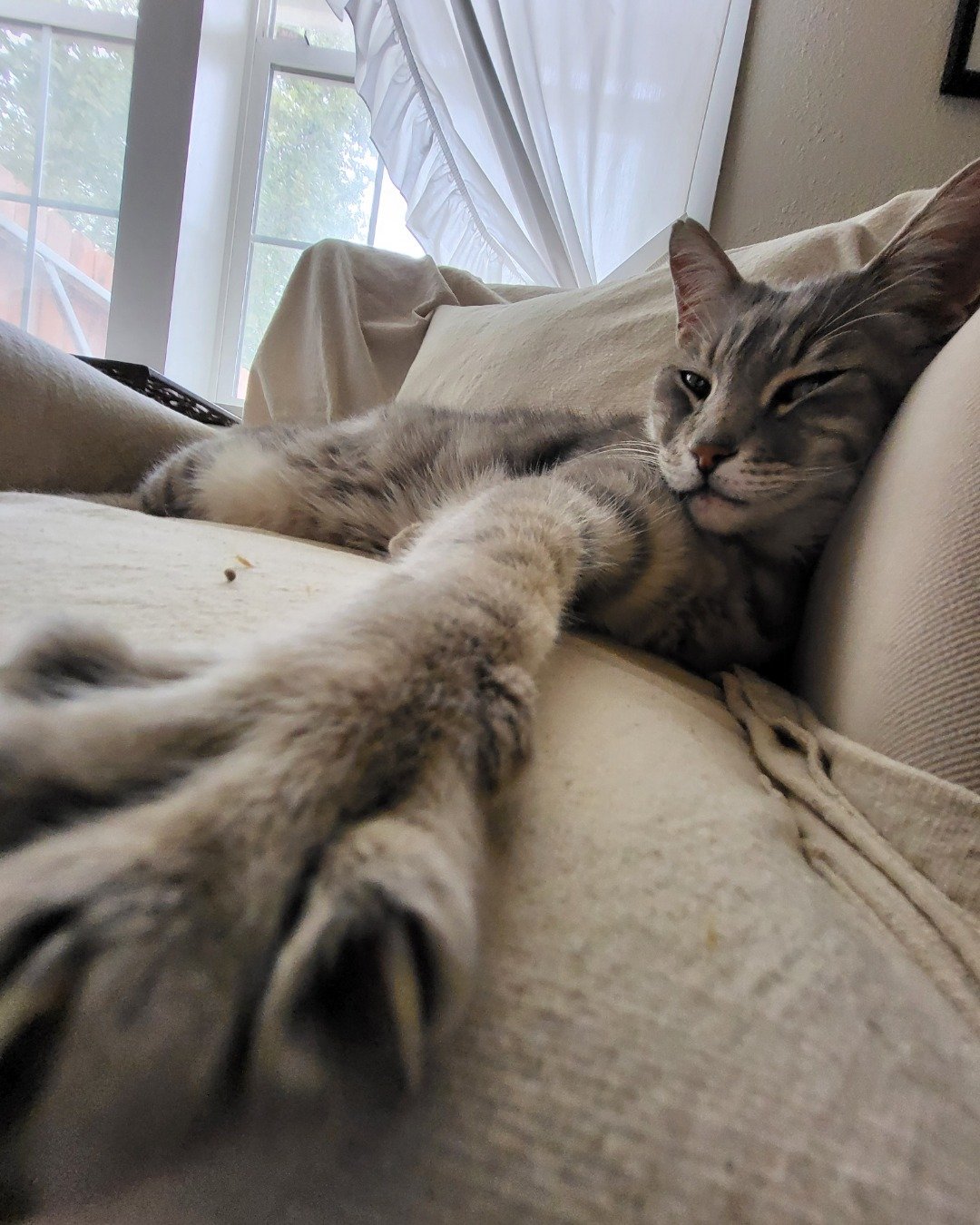 Jack the Tabby. Couch, Furniture, Cat, Kitten, Chair