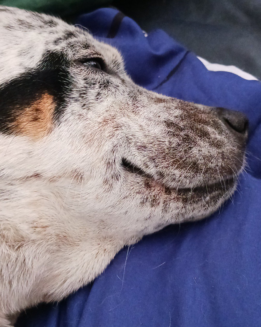 river the blue heeler. Dog, Hound, Husky