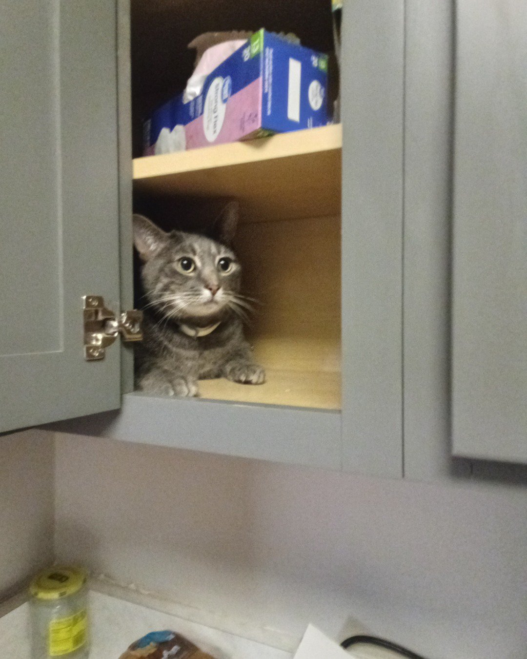 oreo the idk. Closet, Cupboard, Furniture, Cabinet, Drawer, Cat