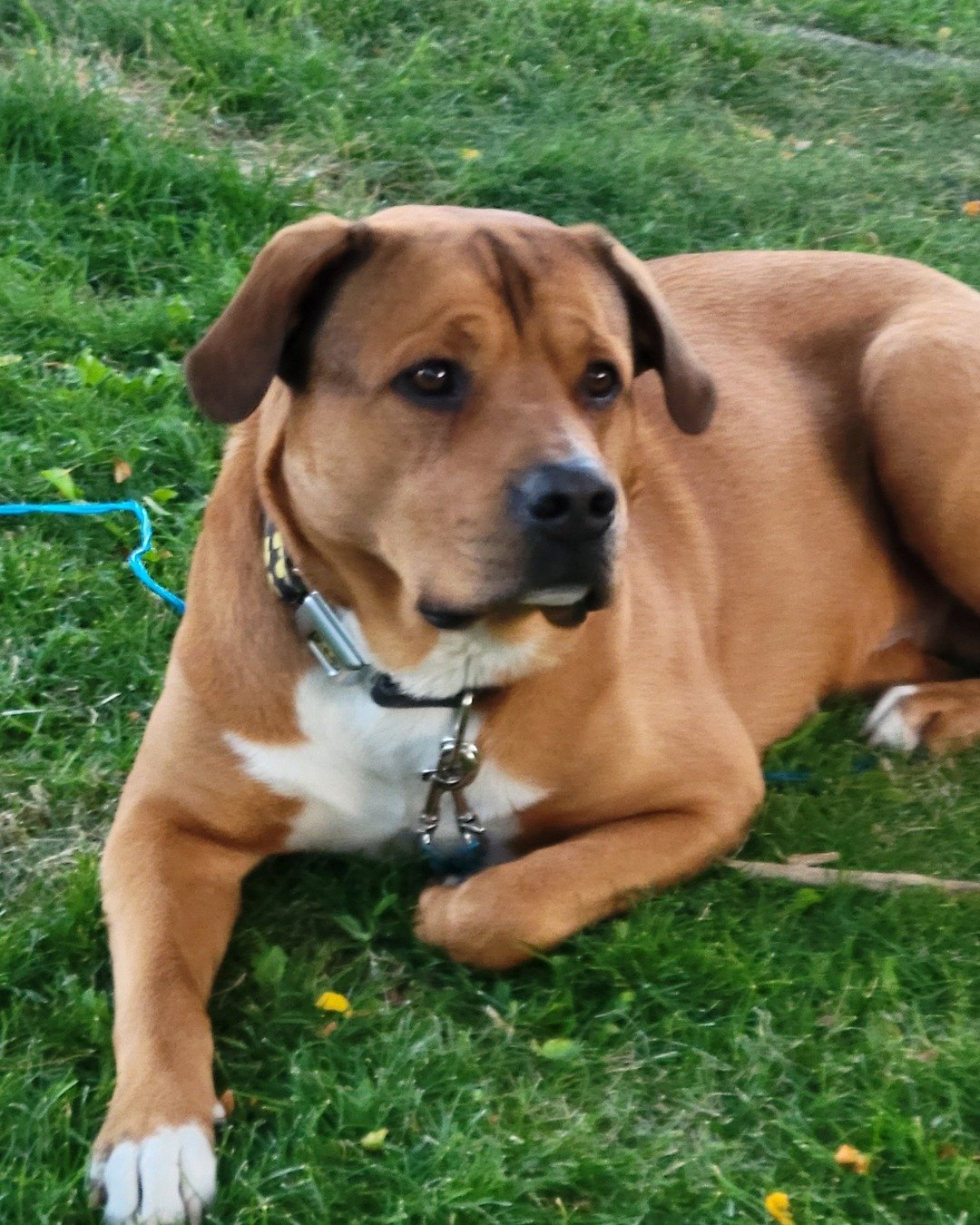 Scout the Labrador retriever. Grass, Plant, Boxer, Bulldog, Dog, Hound