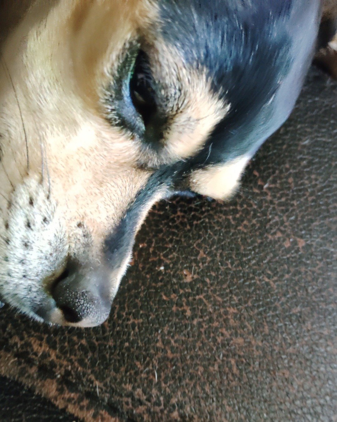 Suki the Chiweenie. Dog, Puppy, Hound, Cat
