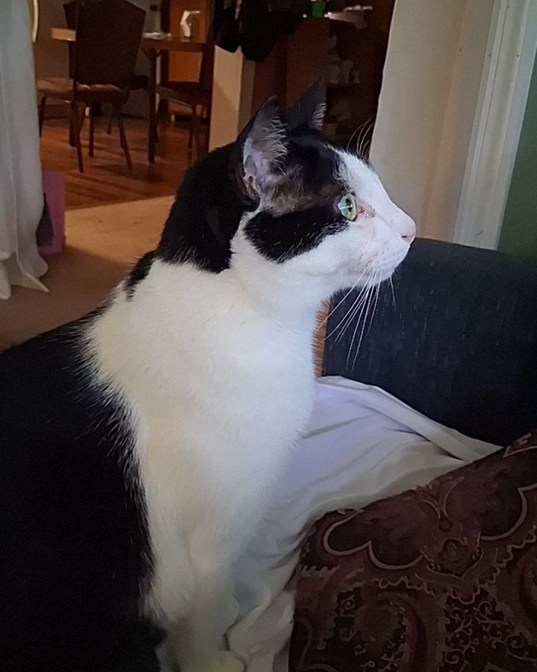 soup the Tuxedo cat. Couch, Furniture, Cat, Chair