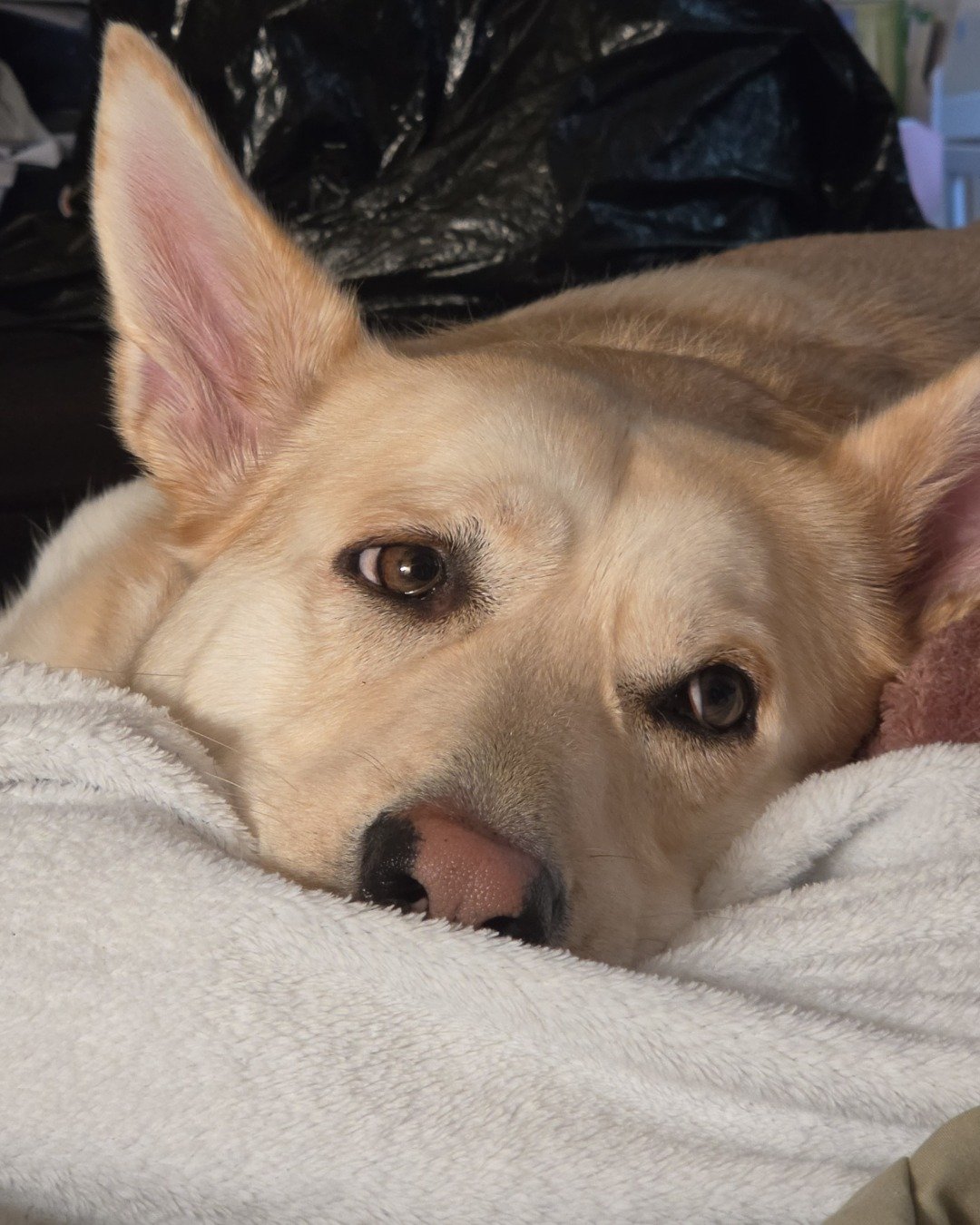 Bella the Labsky. Dog, Husky
