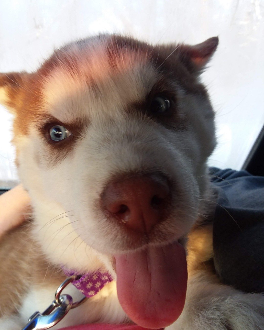 Hela Bella the Siberian Husky. Dog, Husky, Puppy