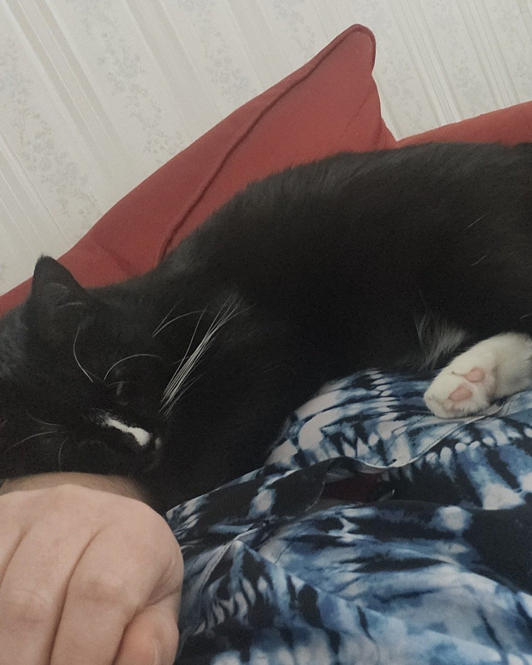 Nala the tuxedo. Cushion, Home Decor, Couch, Furniture, Cat, Person