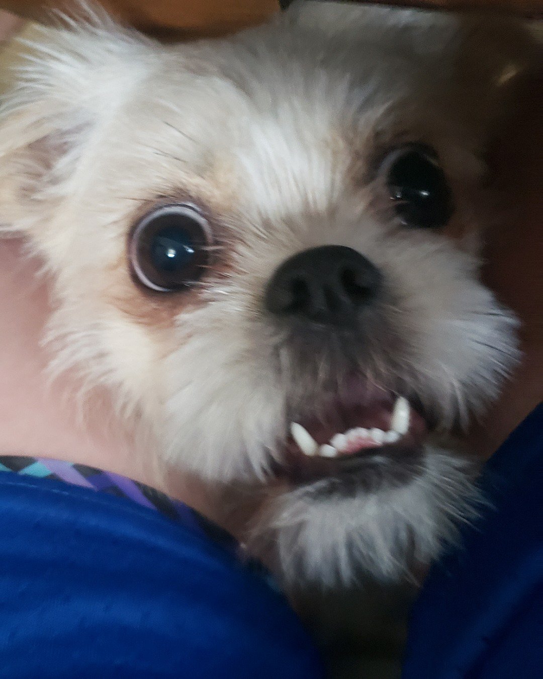 mona the shitzu rat terrier mix. Dog, Puppy, Body Part, Mouth, Person, Teeth