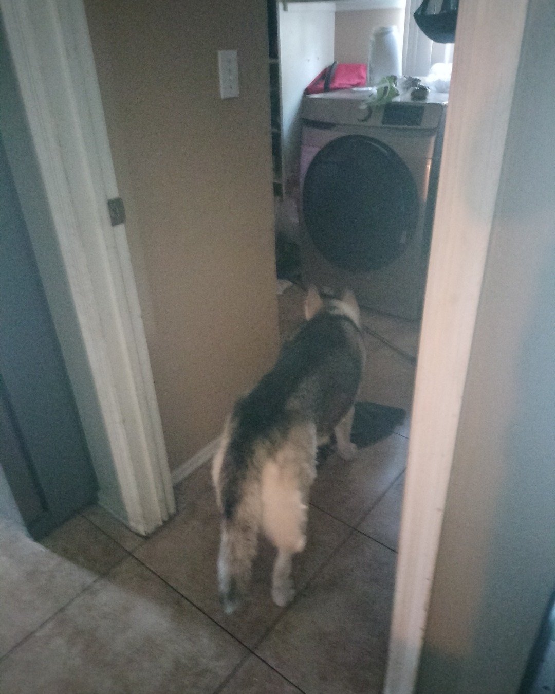 Crush the husky. Appliance, Device, Electrical Device, Washer, Floor, Dog