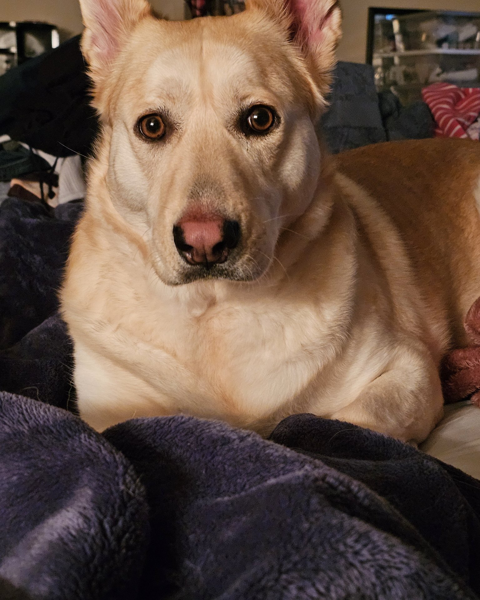 Bella the Labsky. Dog, Husky, Couch, Furniture, Blanket