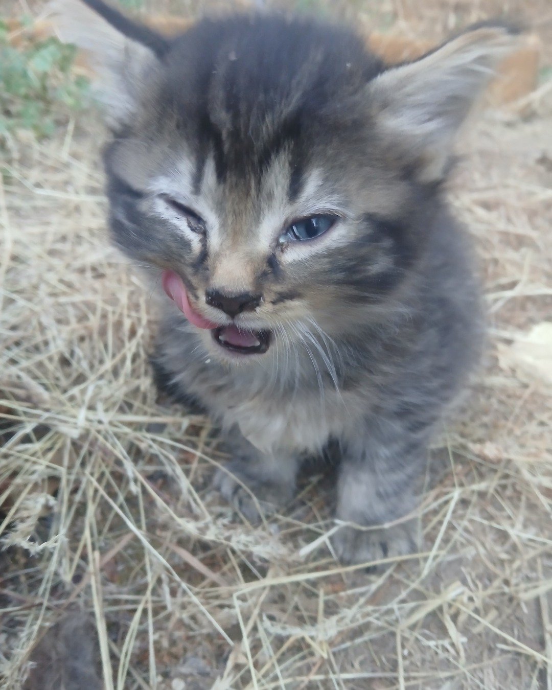 Baby Girl and Batgirl. Cat, Kitten, Grass, Plant