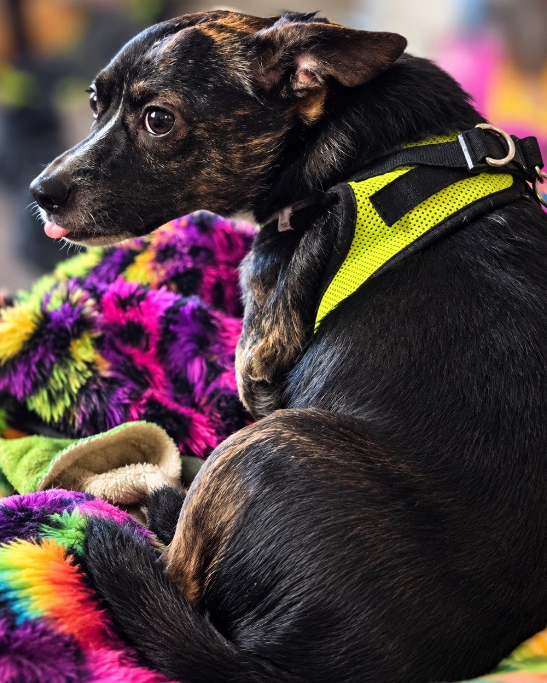 Zipper the chiweenie. Dog, Hound, Accessories, Strap, Puppy
