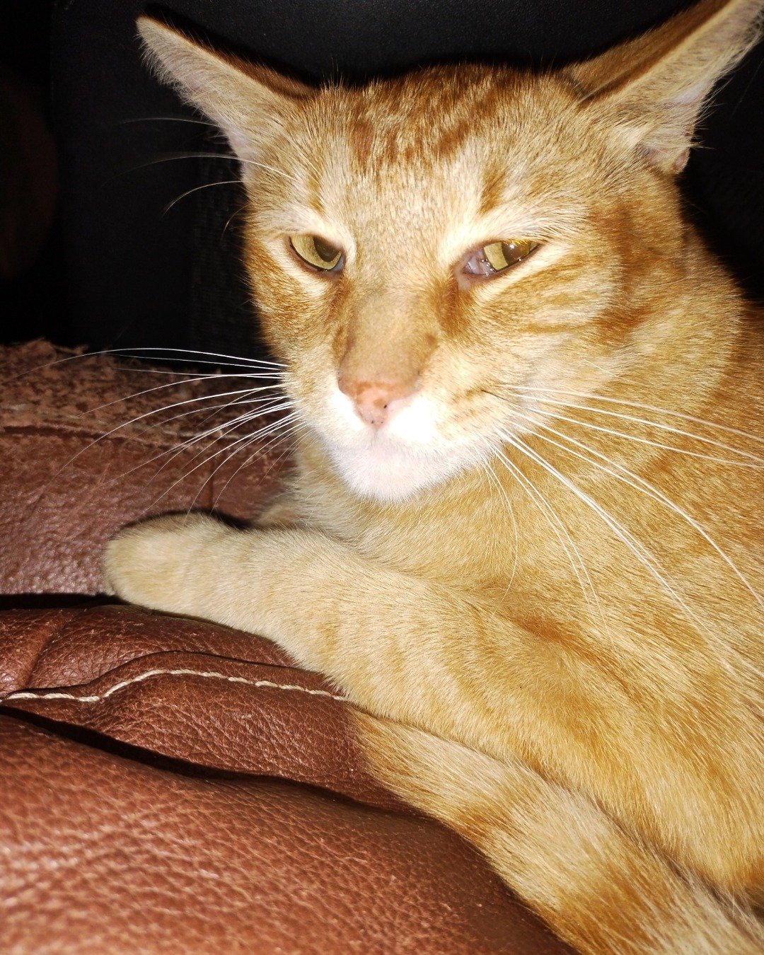 Tom the fat tabby cat. Abyssinian, Cat