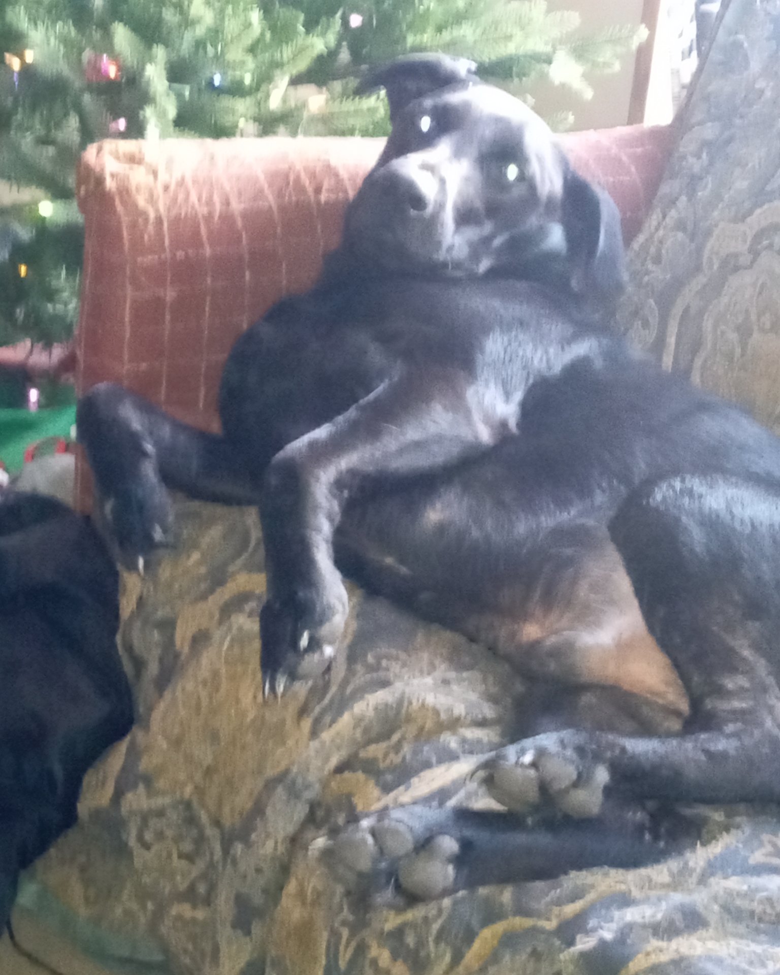Titan the black Lab. Couch, Furniture, Dog, Puppy, Chair, Cushion