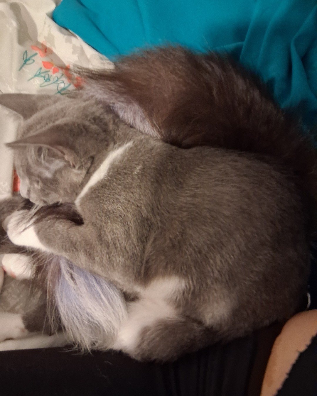 ash the grey tabby and tuxedo mix. Person, Sleeping, Cat, Kitten, Couch, Furniture