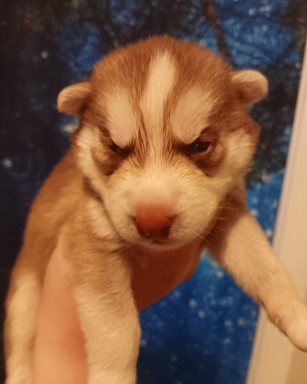 Puppies the Siberian Husky and German Shepard mix. Dog, Puppy, Husky