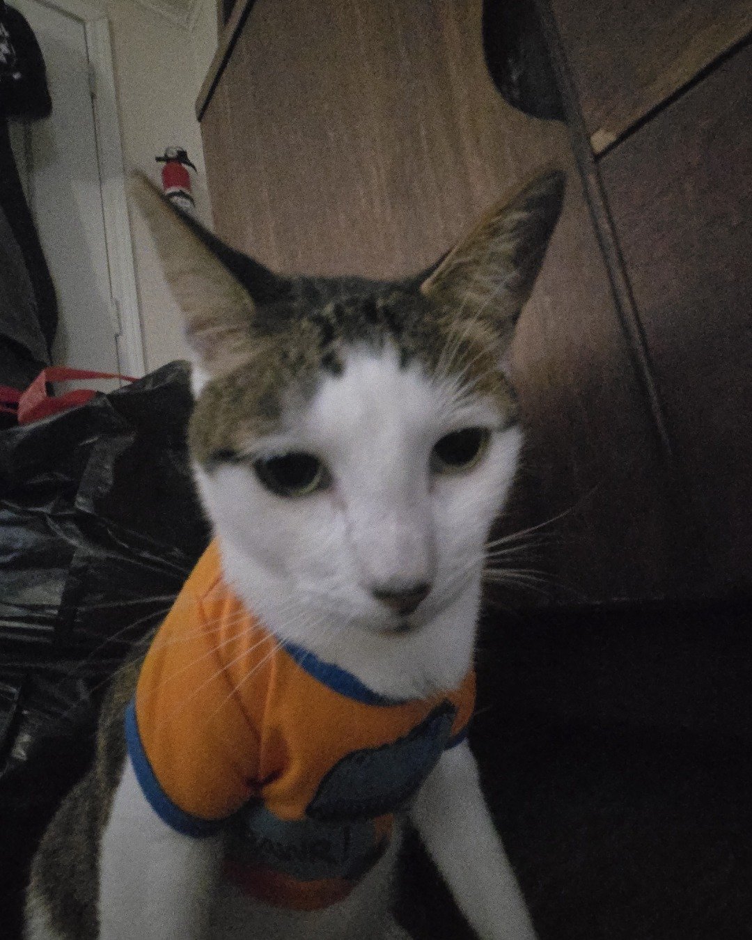 ✨️Zombie ✨️. Person, Cat, Accessories, Bag, Handbag, Abyssinian