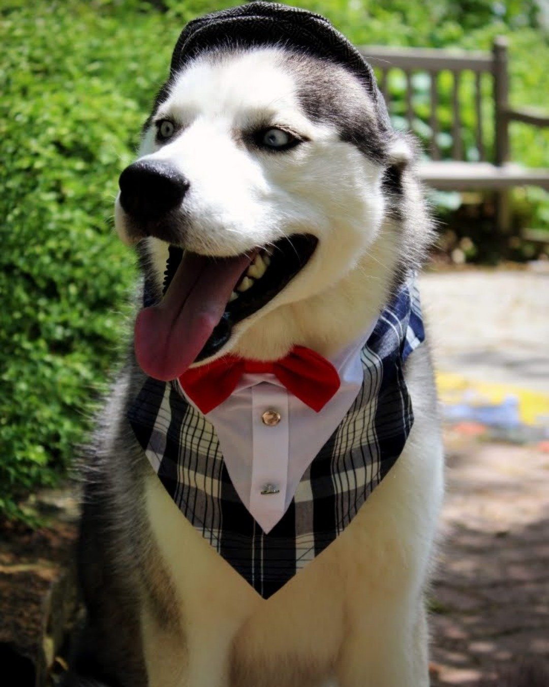 Hemi the Siberian Husky. Dog, Husky, Accessories, Puppy