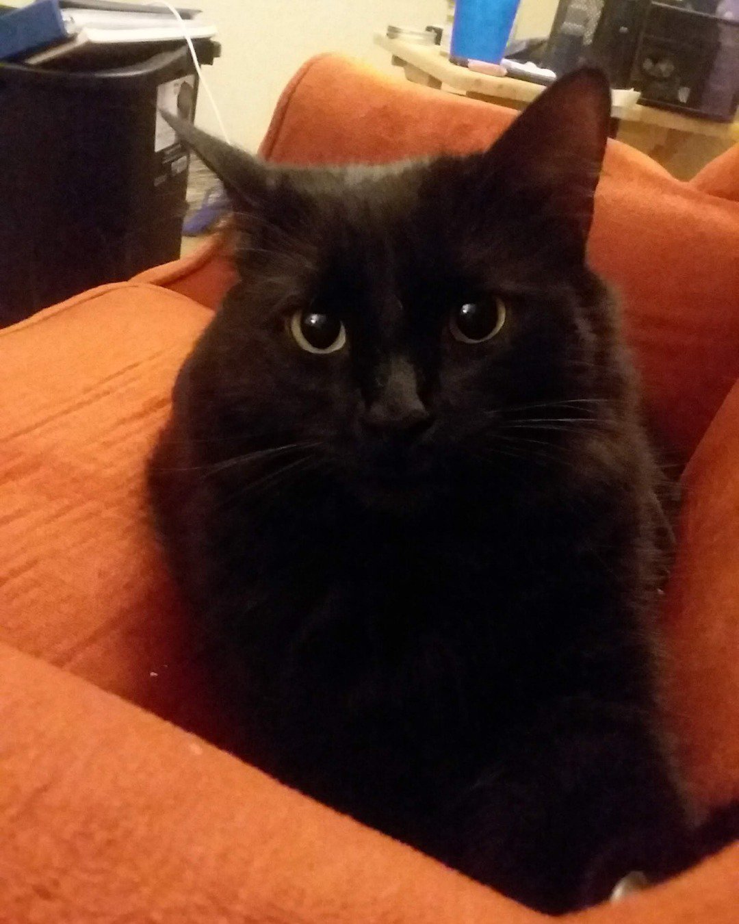Sylvester the Unsure. Couch, Furniture, Cushion, Home Decor, Cat, Black Cat