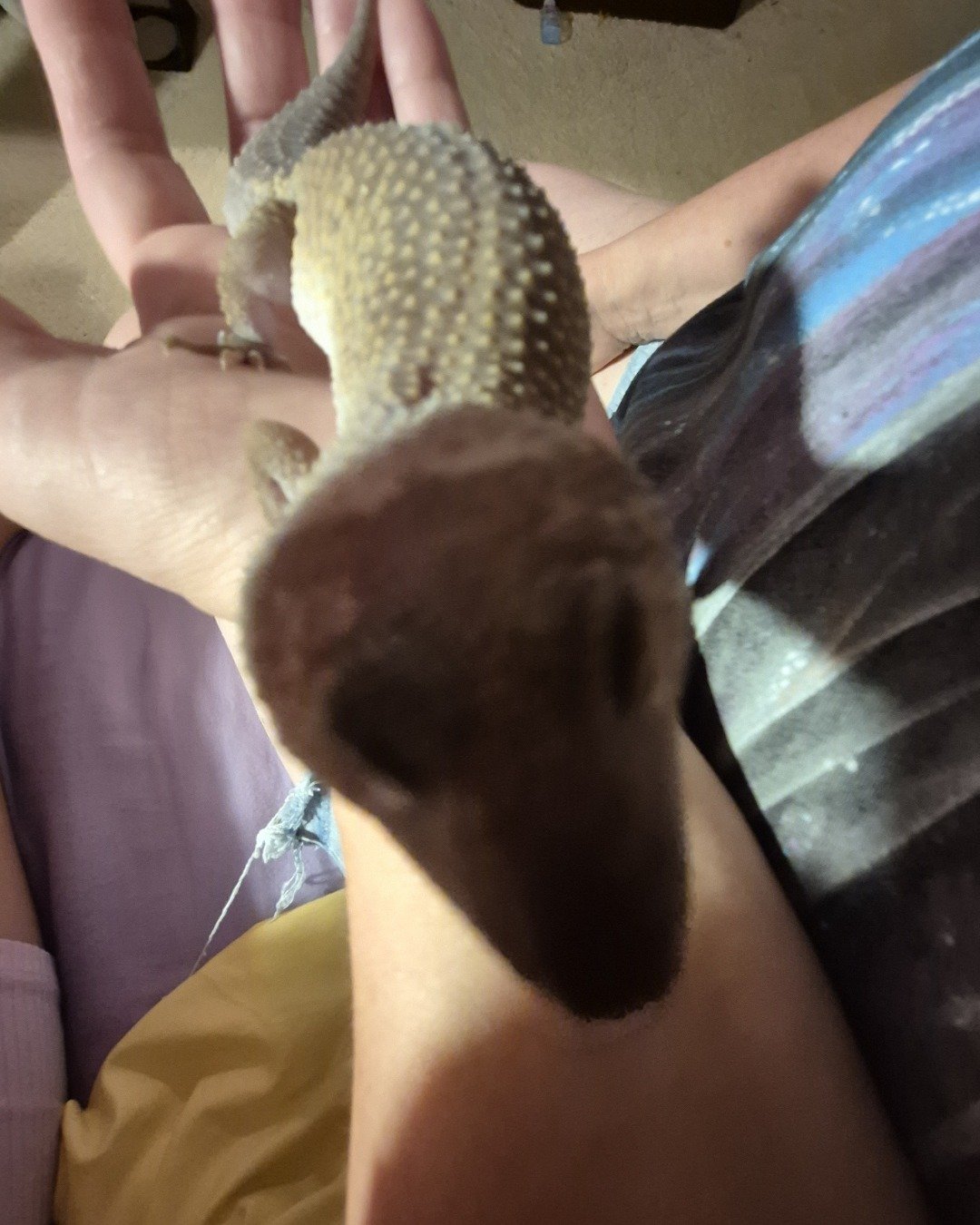 crystal the blizzard lepord gecko. Gecko, Lizard, Reptile, Person