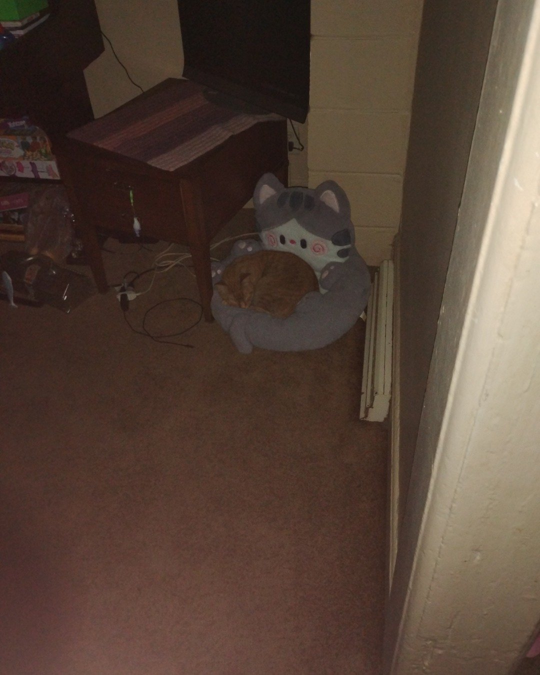 Tiger the tabby. Floor, Flooring, Dog, Puppy, Indoors, Person