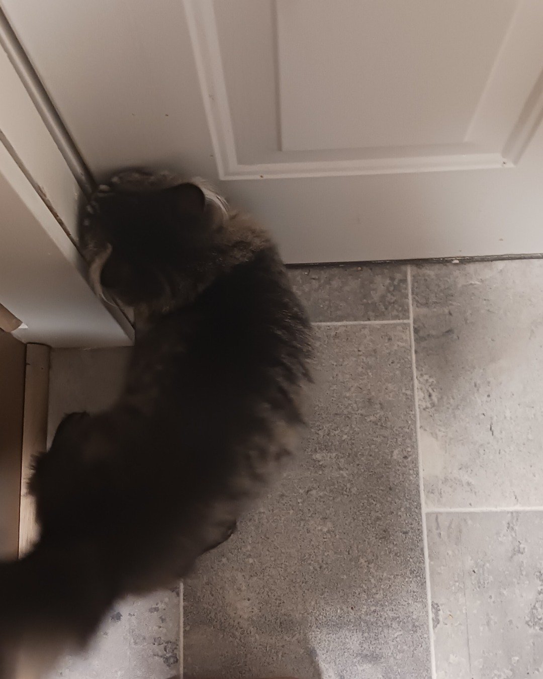 grudge the main coon and long hair mix. Floor, Flooring, Indoors, Interior Design, Dog