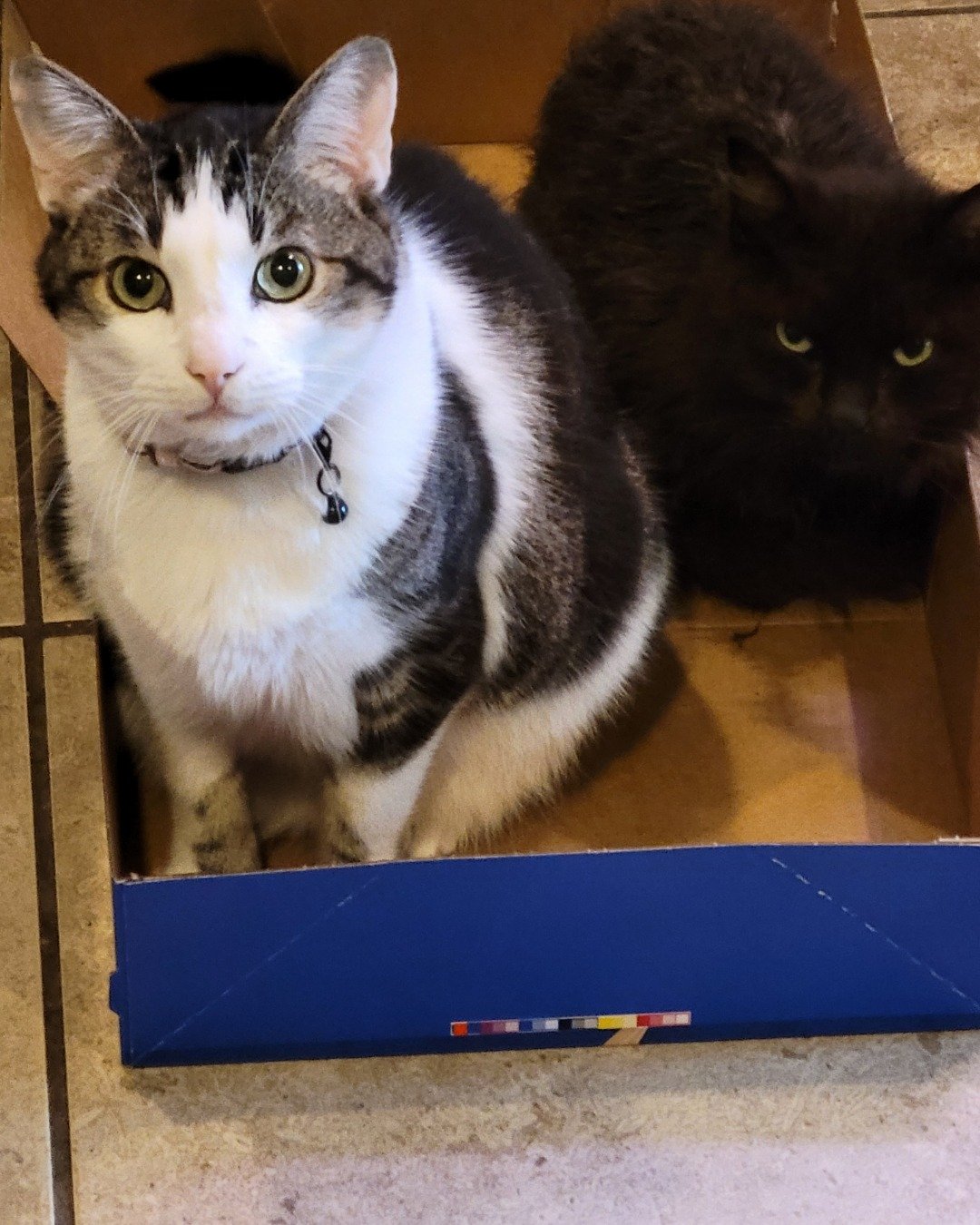 Tomas. Box, Cat, Kitten, Drawer, Furniture