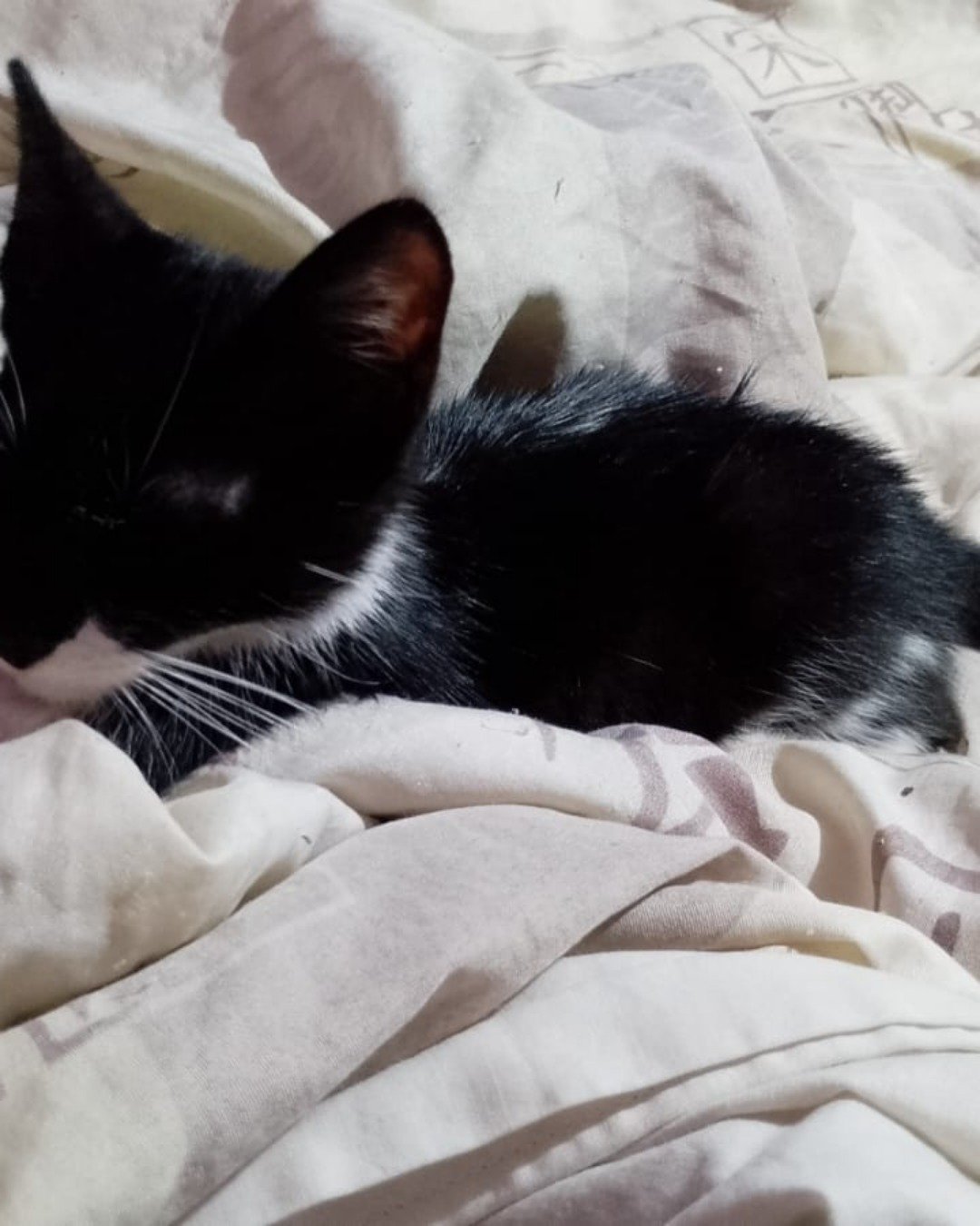 Silvestre. Blanket, Cat, Kitten