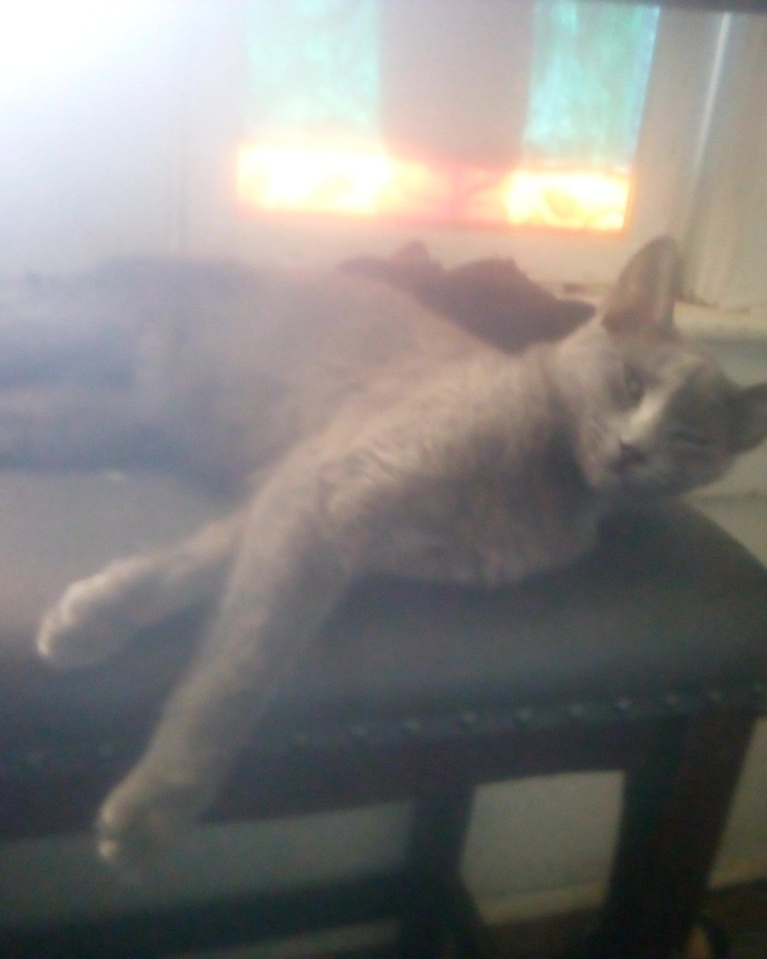 Princess the raisin blue. Cat, Abyssinian
