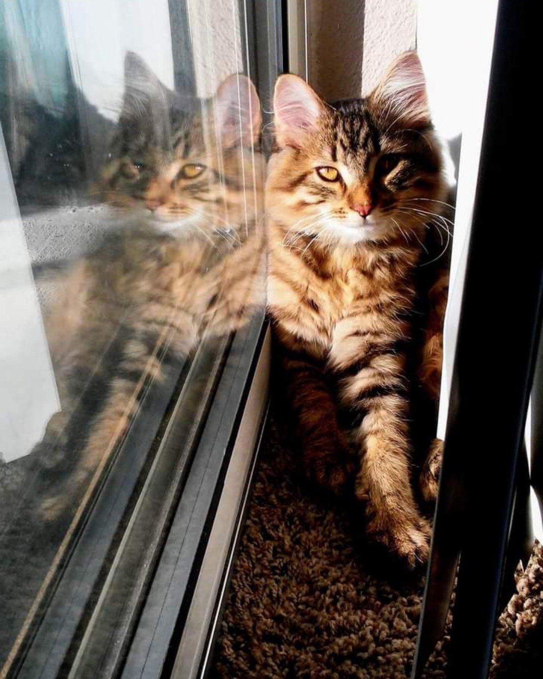 Booey; Baby Boy; Ka-Booey; Boo-Titters the MaineCoon Mix, Tabby. Cat, Window, Kitten, Windowsill