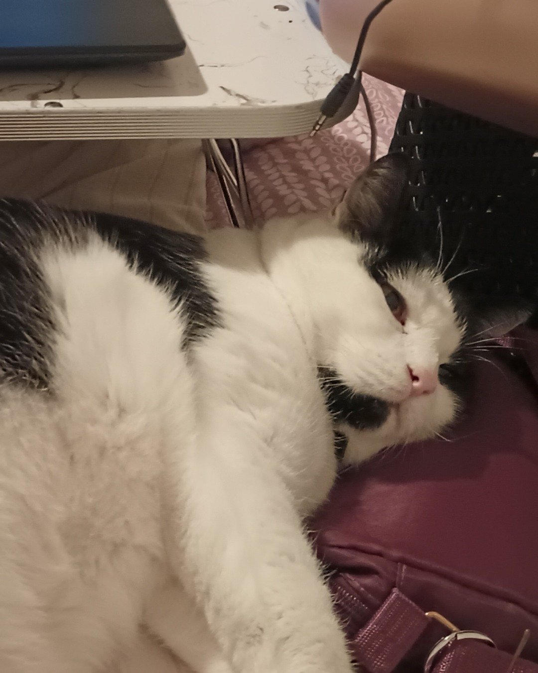 Zeke the Tuxedo. Computer, Electronics, Laptop, Pc, Cat, Furniture