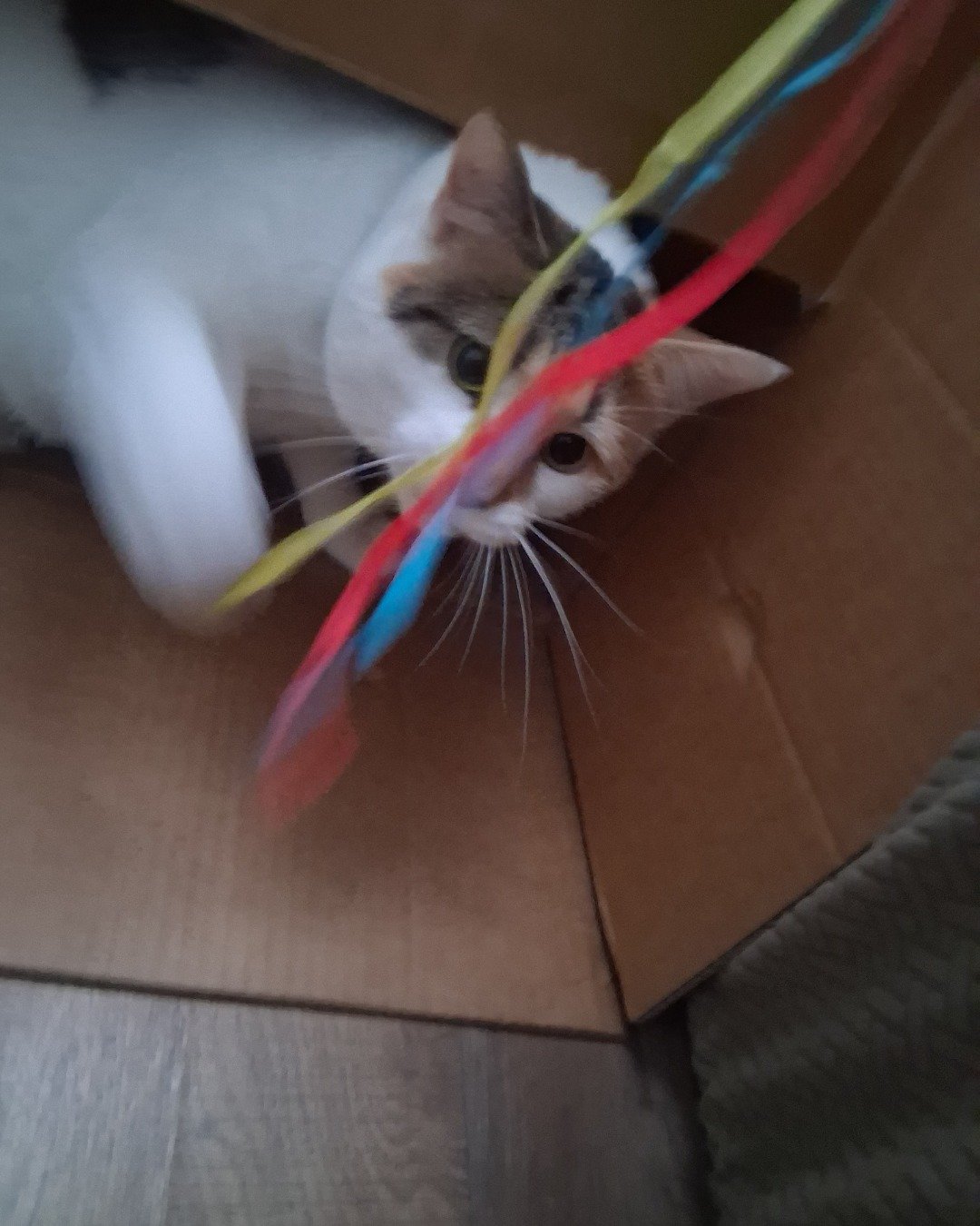 Callie the Calico maincoon. Box, Cat, Kitten