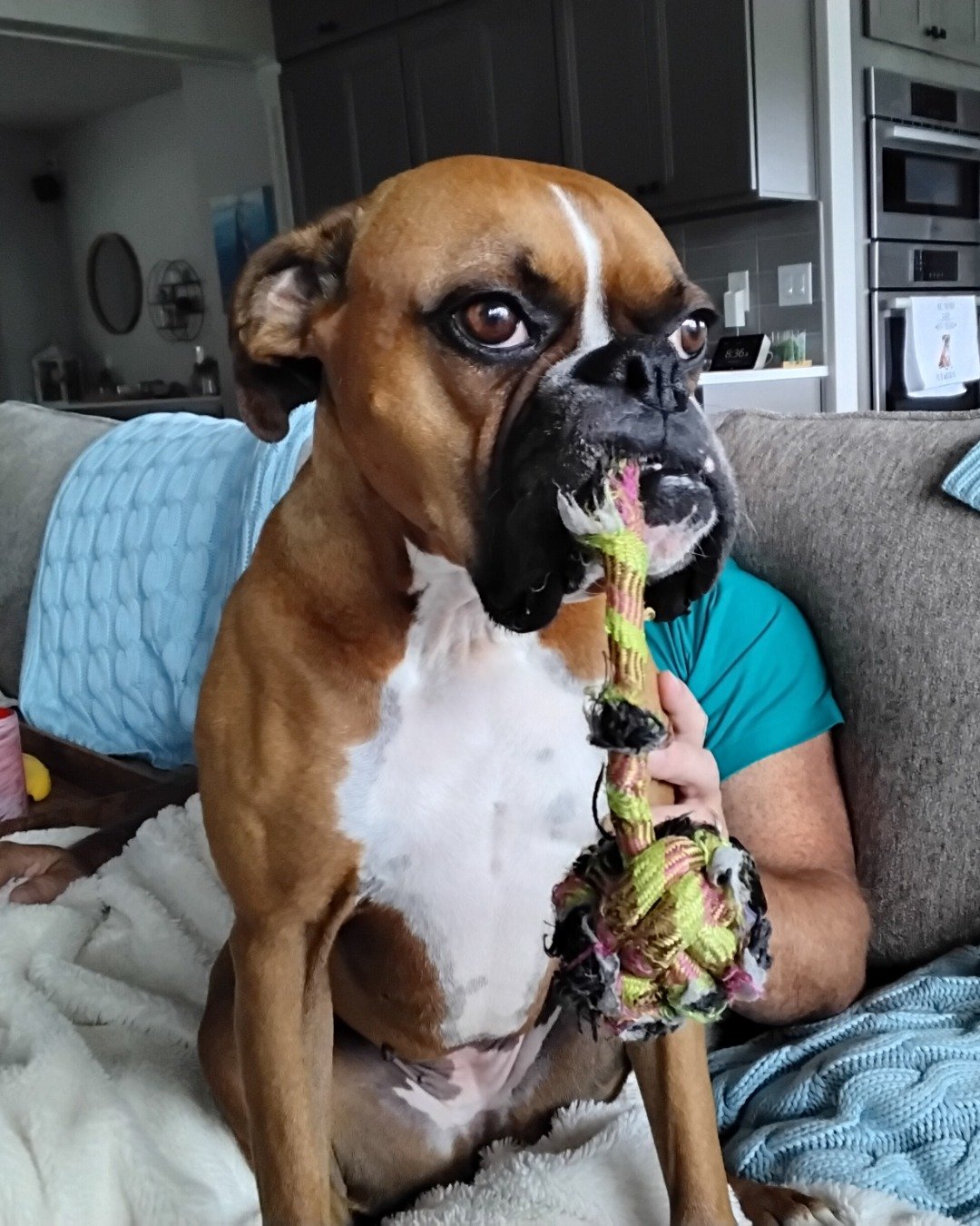 Niya the Boxer. Boxer, Bulldog, Dog, Person, Couch, Furniture