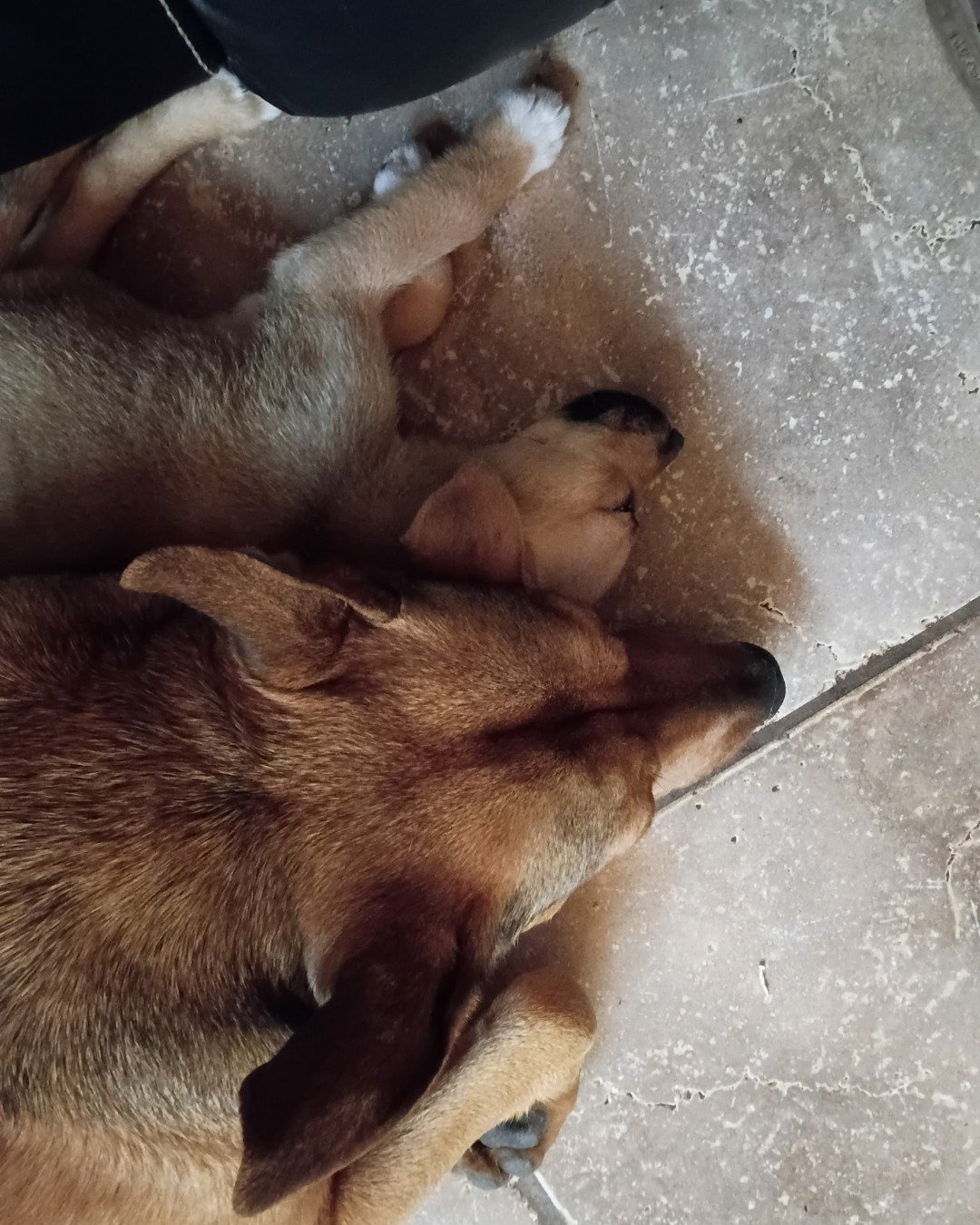 roccet and Kya. Dog, Puppy, Hound, Floor, Person, Sleeping