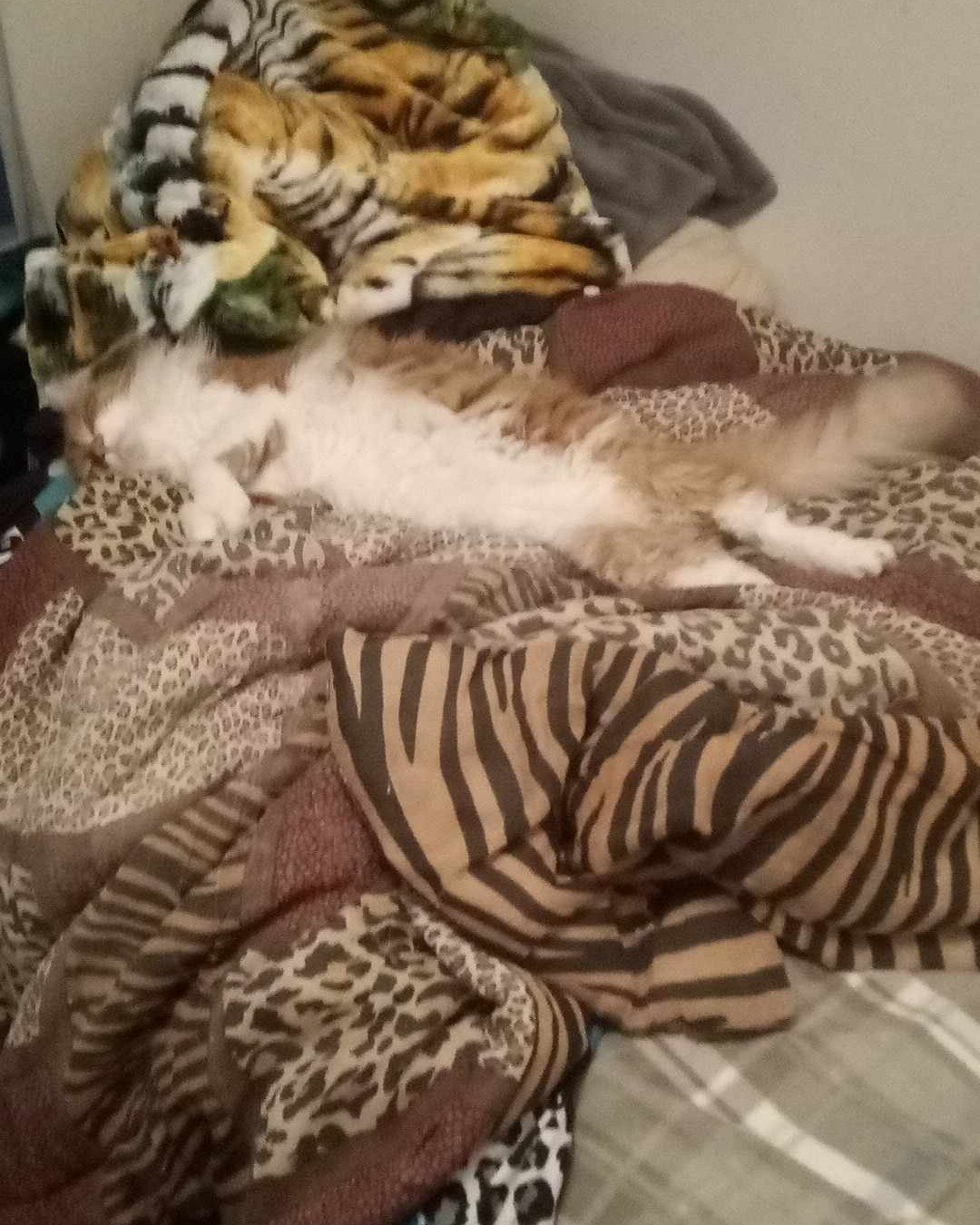 Lucky. Blanket, Zebra, Cat