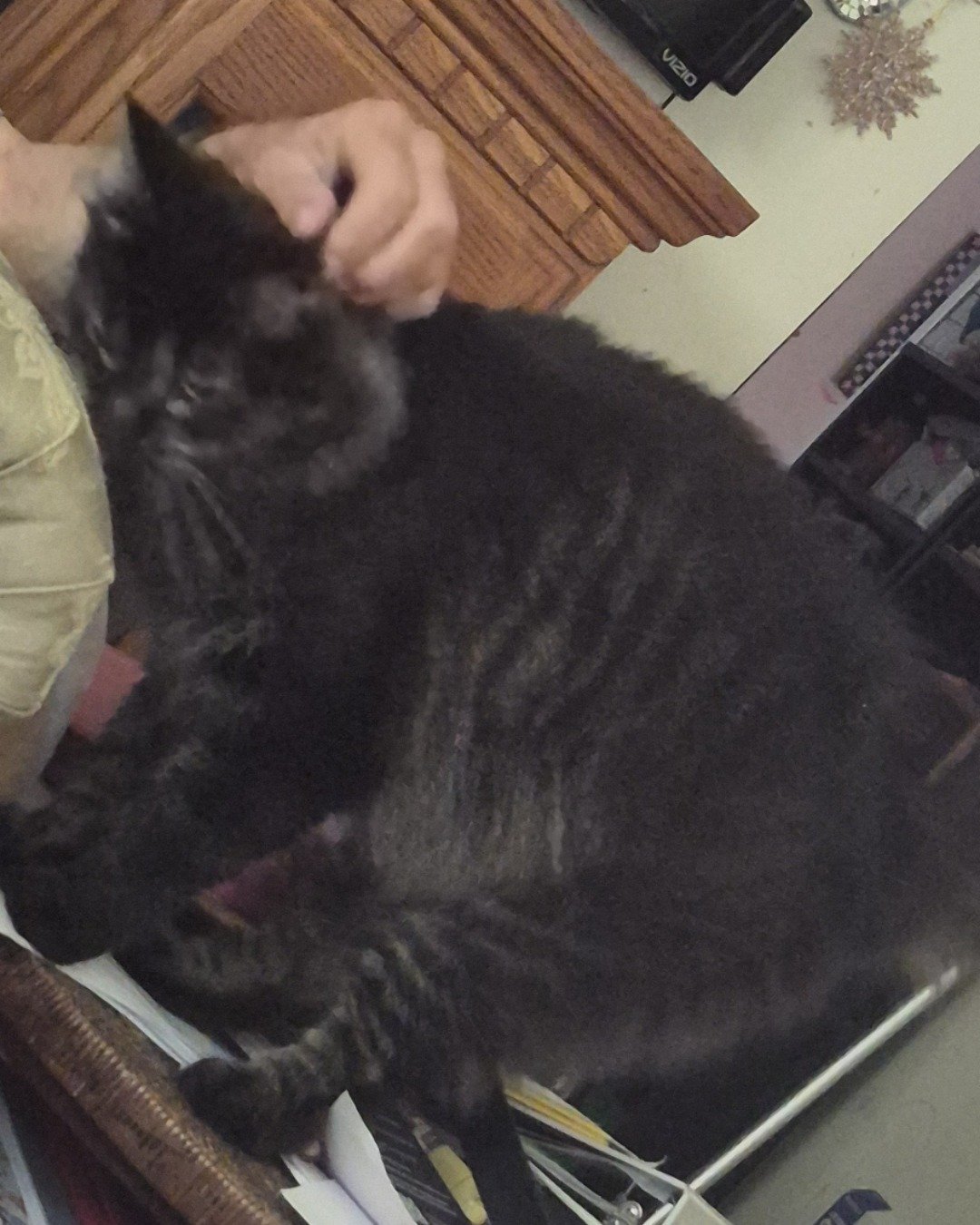 Morgan. Cat, Furniture