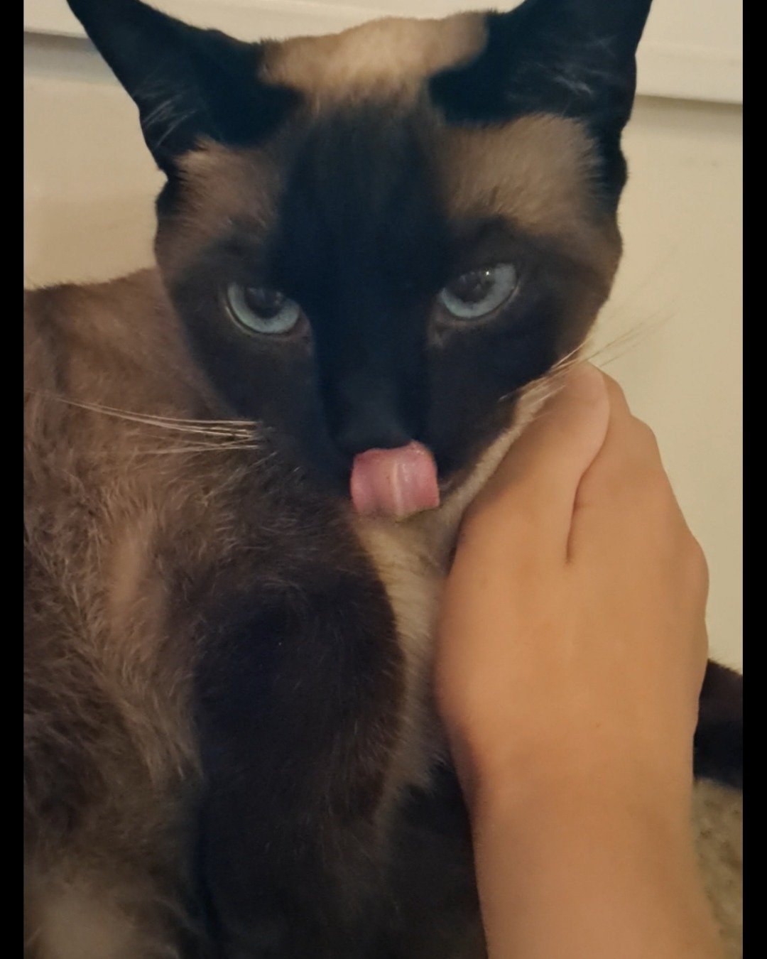 Luna🌙💫 (twin of Stella) the Siamese. Cat, Siamese