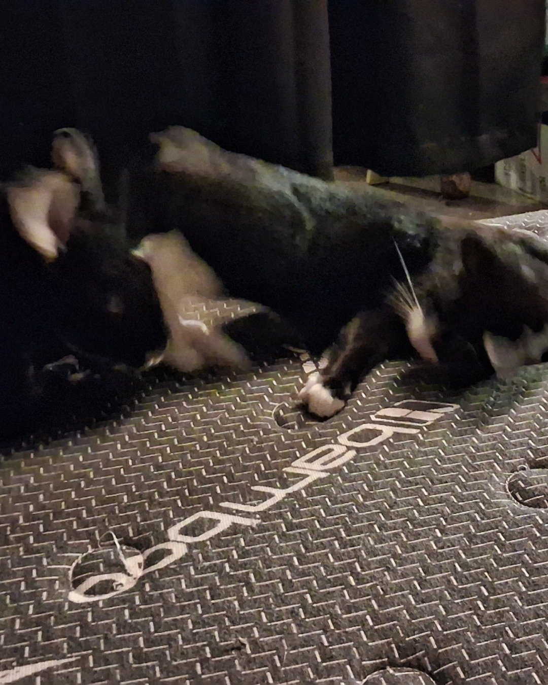 Luna Lulu. Floor, Flooring, Cat